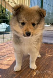 Cucciolo Shetland