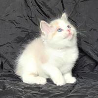 Cuccioli di Ragdoll di alta genealogia