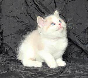 Cuccioli di Ragdoll di alta genealogia