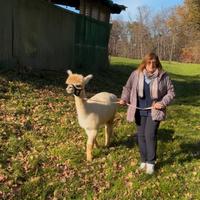 Passeggiate con alpaca