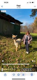 Passeggiate con alpaca
