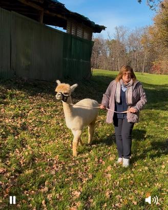 Passeggiate con alpaca