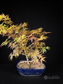 Bonsai acero palmato