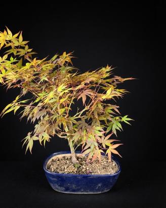Bonsai acero palmato