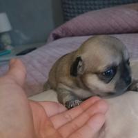 Cuccioli chihuahua con pedigree