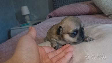 Cuccioli chihuahua con pedigree