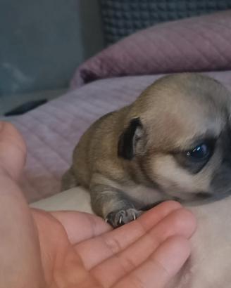 Cuccioli chihuahua con pedigree