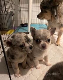 Cuccioli Chihuahua Maschi