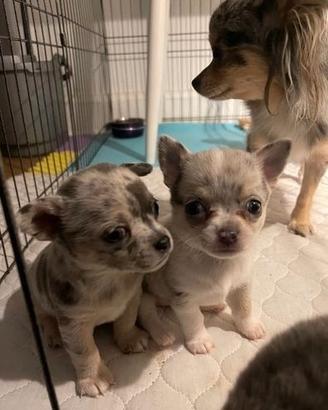 Cuccioli Chihuahua Maschi