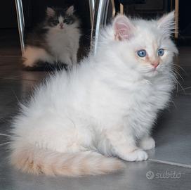 Maschio Gatto Siberiano