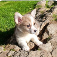 Welsh corgi Pembroke pedigree Enci