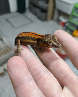 Geco Gargoyle