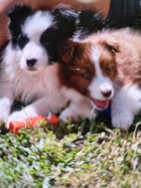 Cuccioli border collie super super