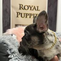 Bulldog francese femmina e maschi PROMO