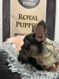 Bulldog francese femmina e maschi PROMO