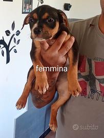 Animali cani