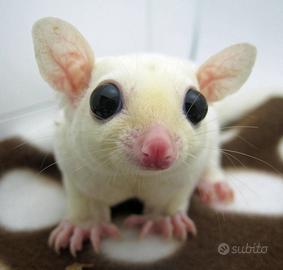 Petauri dello zucchero Maschio e Femmina