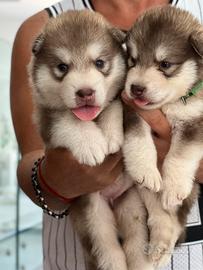 Alaskan malamute