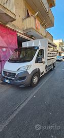 Fiat ducato cassonato