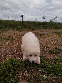 Maremmano cucciolona