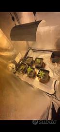 agro box completa  per coltivazione indoor
