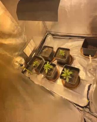 agro box completa  per coltivazione indoor