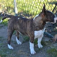 Bull terrier miniatura