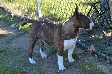 Bull terrier miniatura