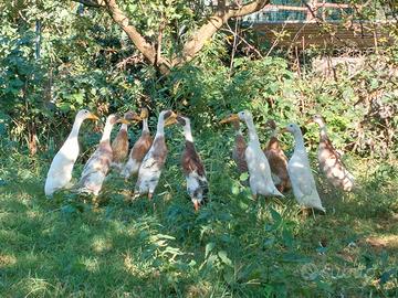 Anatra pinguino/corritrici indiane