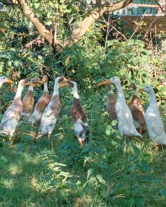 Anatra pinguino/corritrici indiane