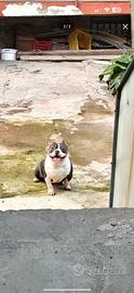 American bully cucciolona