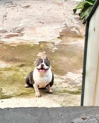 American bully cucciolona