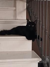Gatto Nero Siberiano