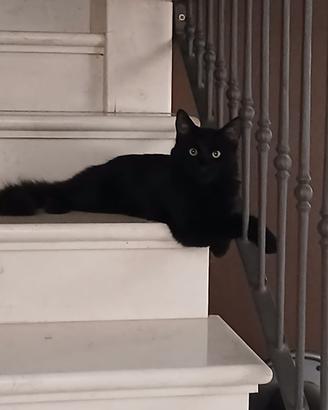 Gatto Nero Siberiano