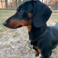 Bassottino per monta