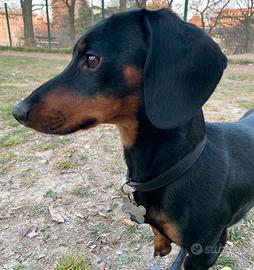 Bassottino per monta