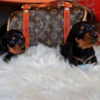 Cuccioli di bassotto nano MASCHI