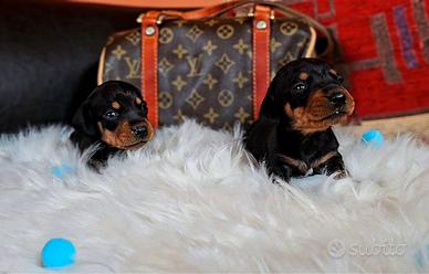 Cuccioli di bassotto nano MASCHI