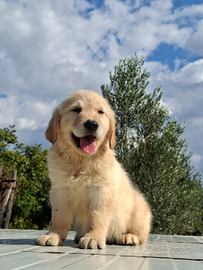 Golden retriver