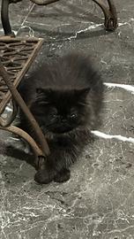 Gatto persiano