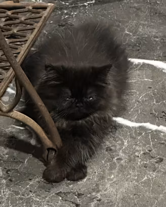 Gatto persiano