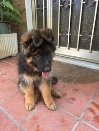 Cuccioli Pastore Tedesco