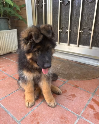 Cuccioli Pastore Tedesco