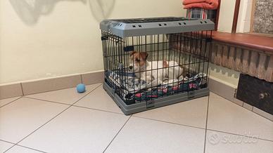 Cuccia, trasportino cane 