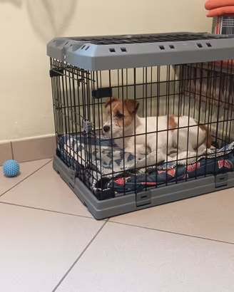 Cuccia, trasportino cane 