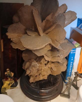 rosa del deserto