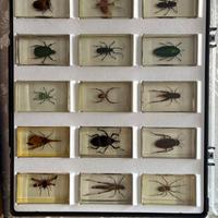 Collezione insetti