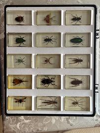 Collezione insetti