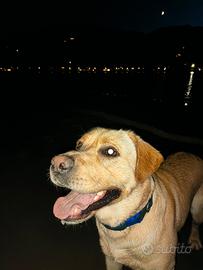 Labrador maschio