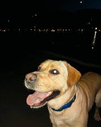 Labrador maschio